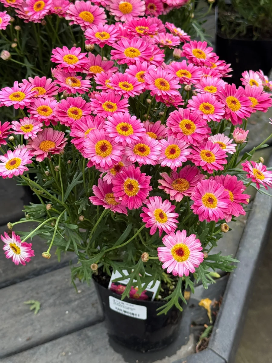 Marguerite Aramis 'Dark Rose' Qt. - Image 2