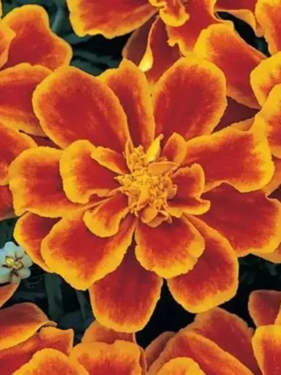 Marigold Durango™ Flame Pack