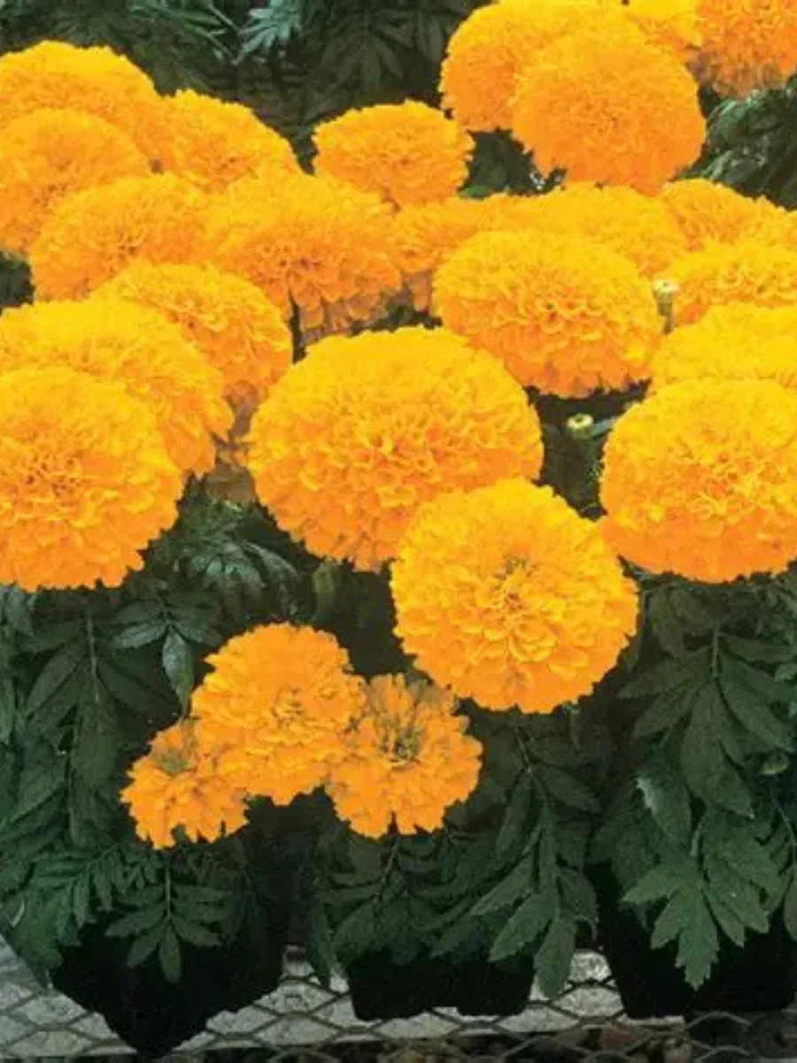 Marigold Inca II Gold