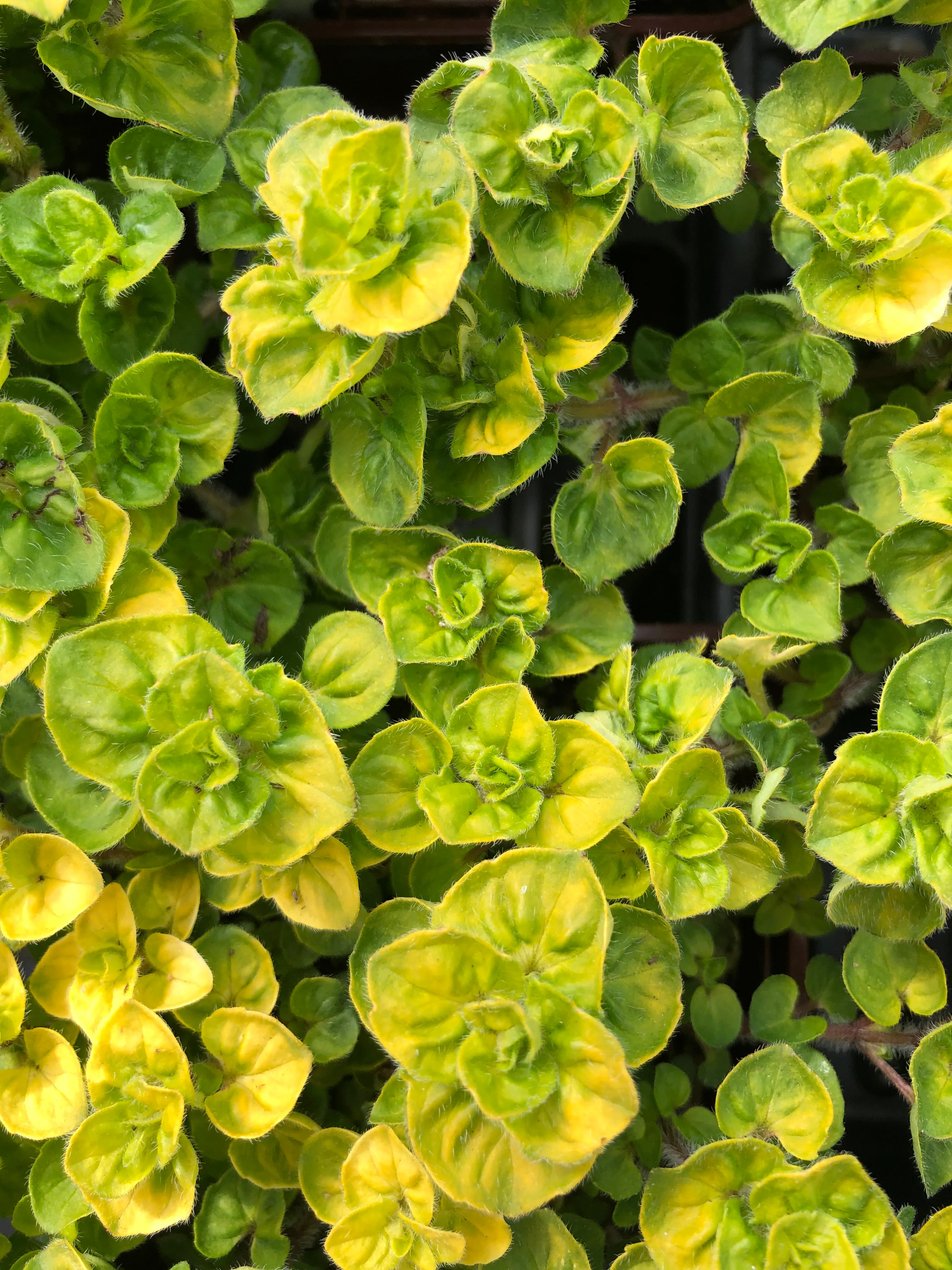 Marjoram Golden 4"