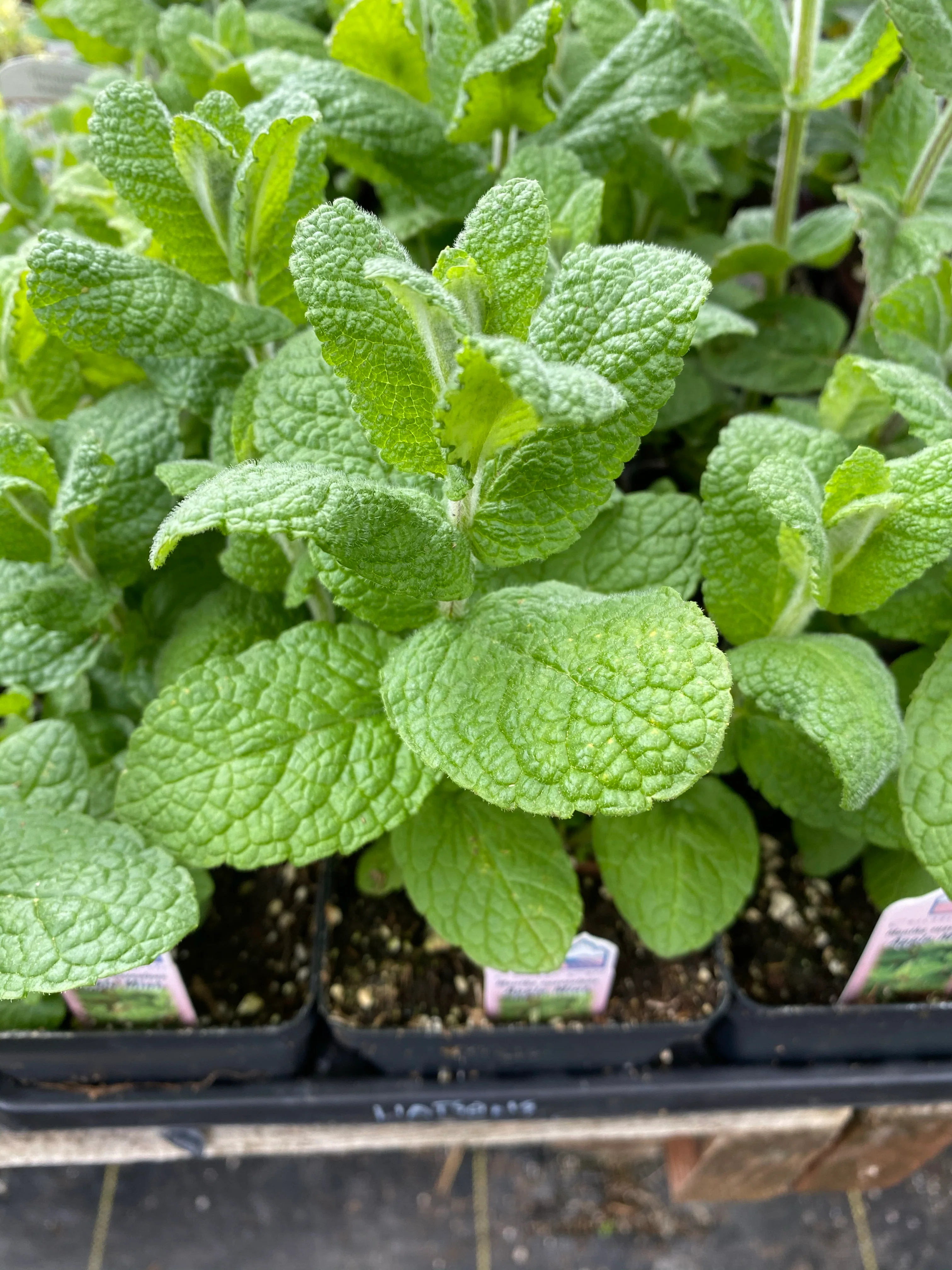 Mint Apple 4”