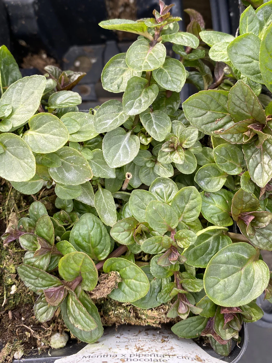 Mint Chocolate 4" - Image 2