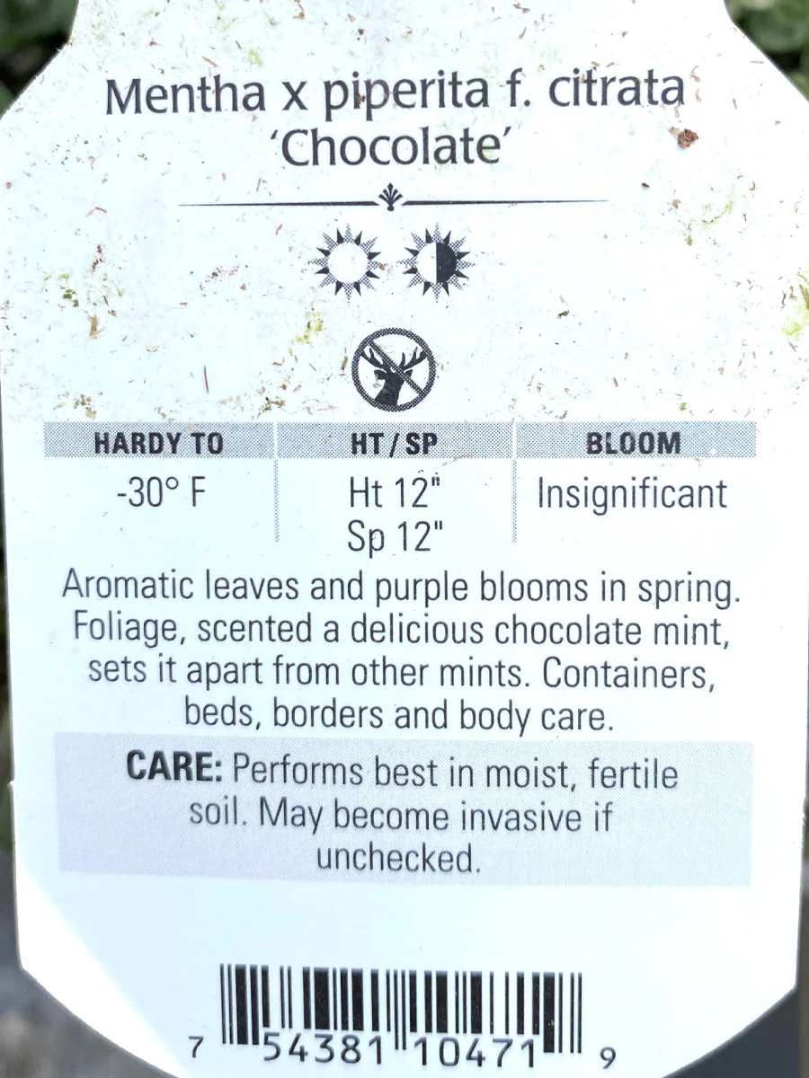 Mint Chocolate 4" - Image 3