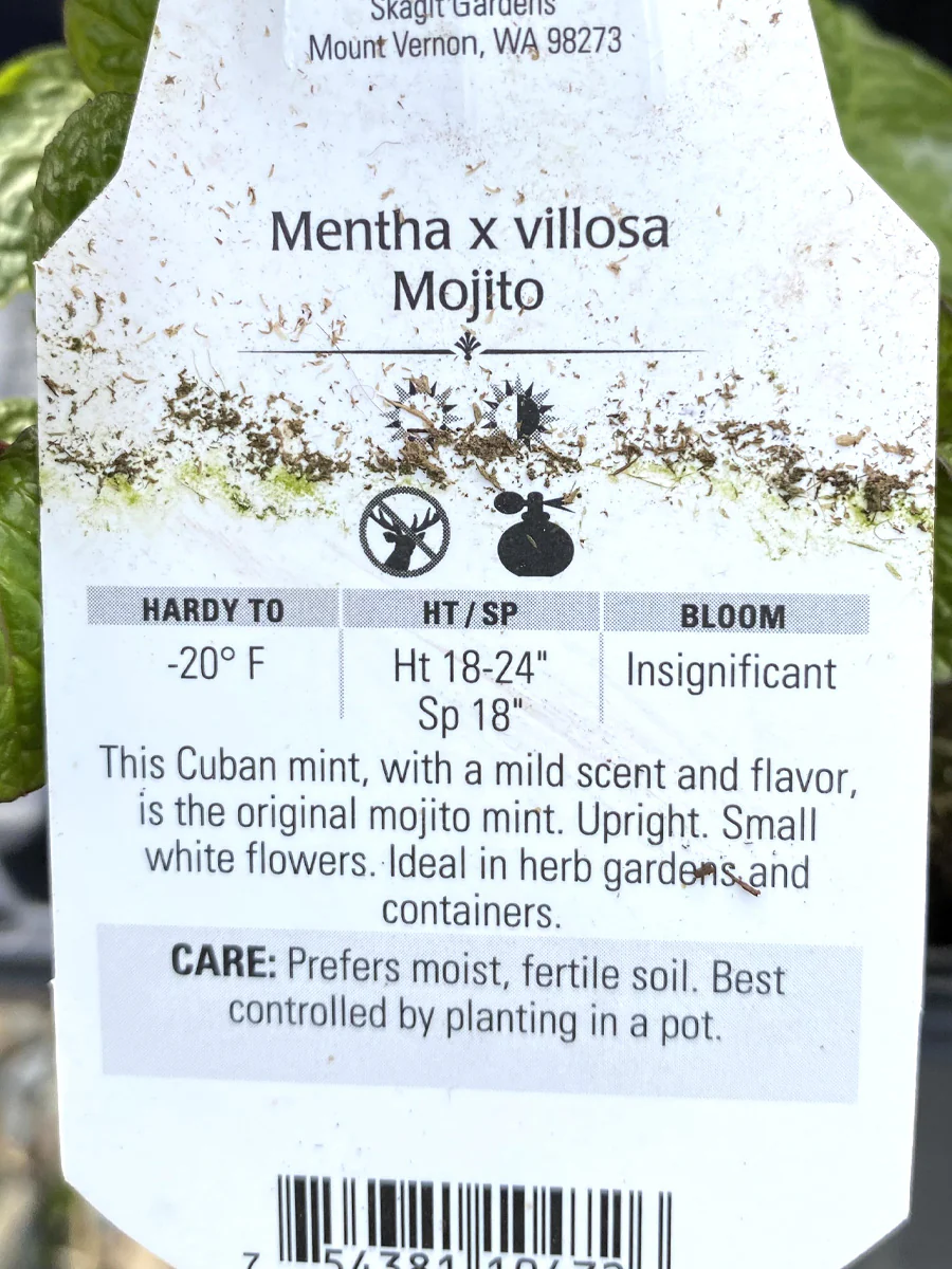 Mint Mojito 4" - Image 2