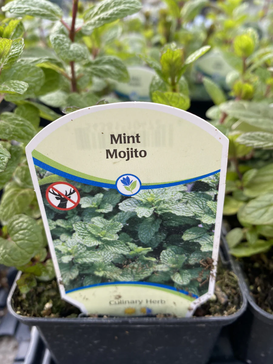 Mint Mojito 4" - Image 3