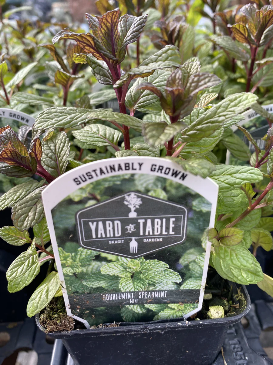Mint Spearmint 4" - Image 2