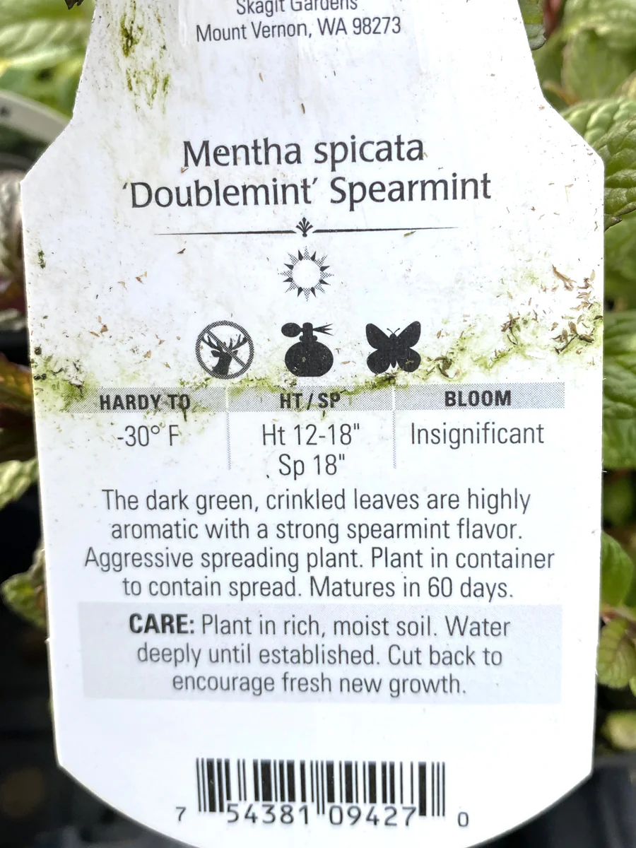Mint Spearmint 4" - Image 3