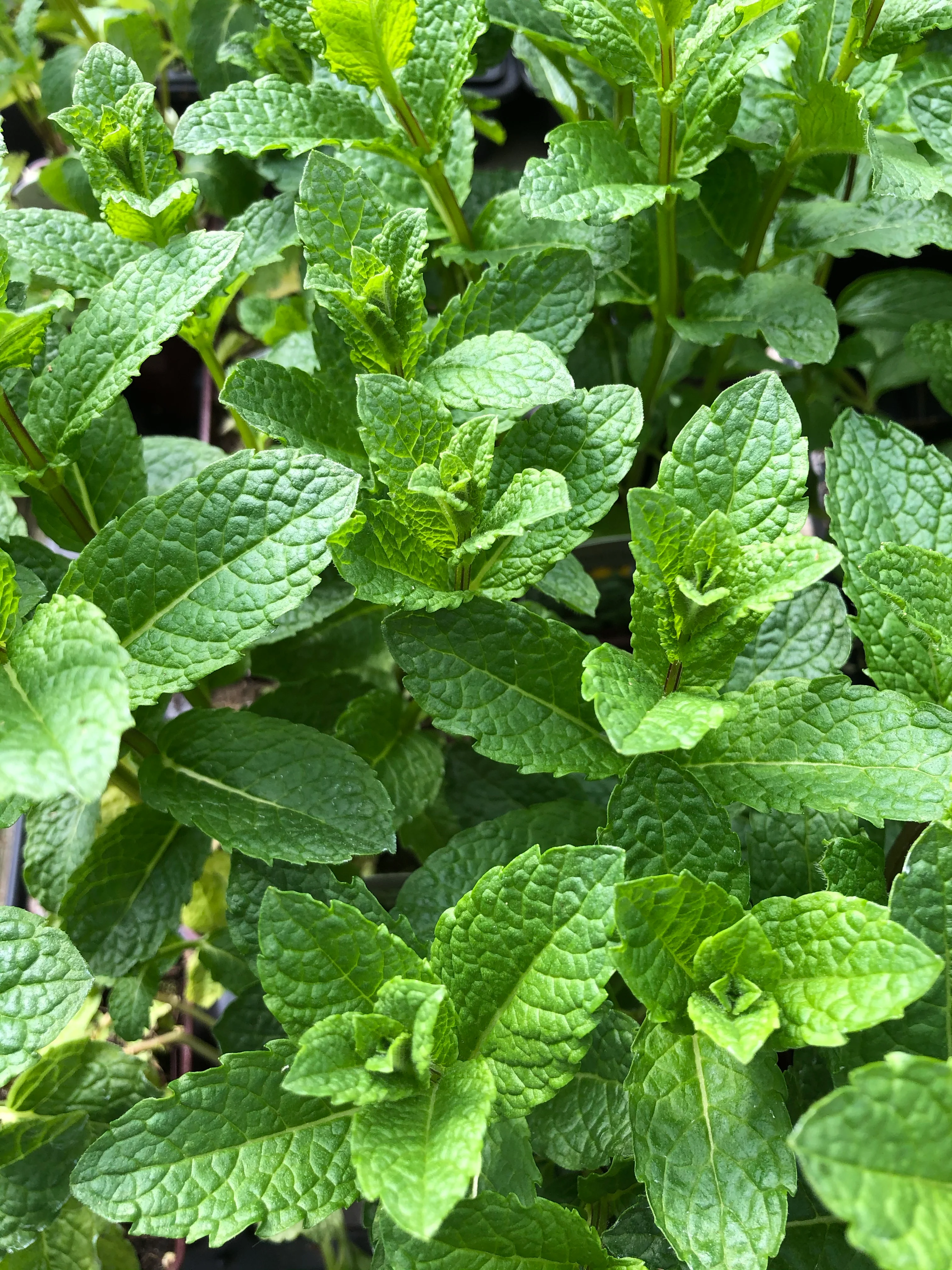 Mint Spearmint 4" - Image 4