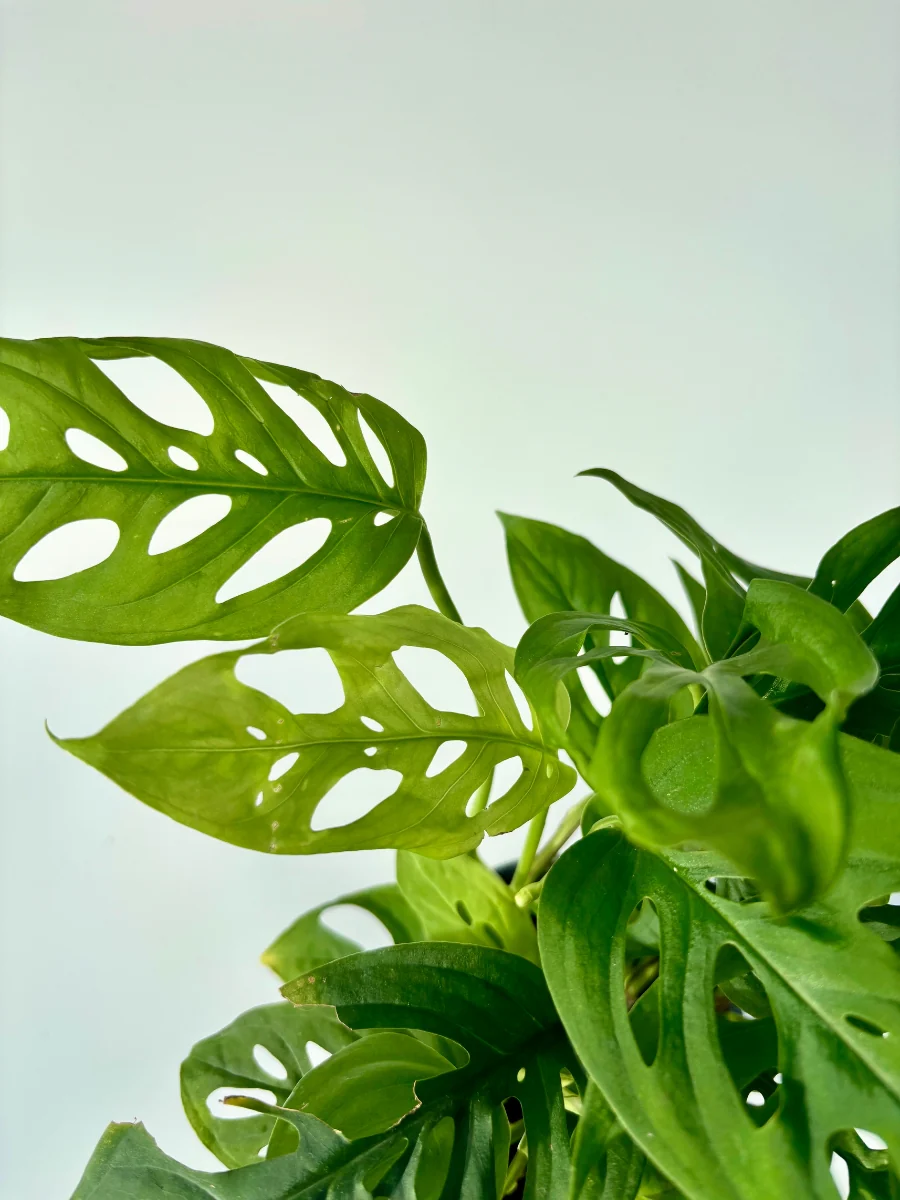 Monstera ‘Swiss Cheese’ Plant 4" - Image 3