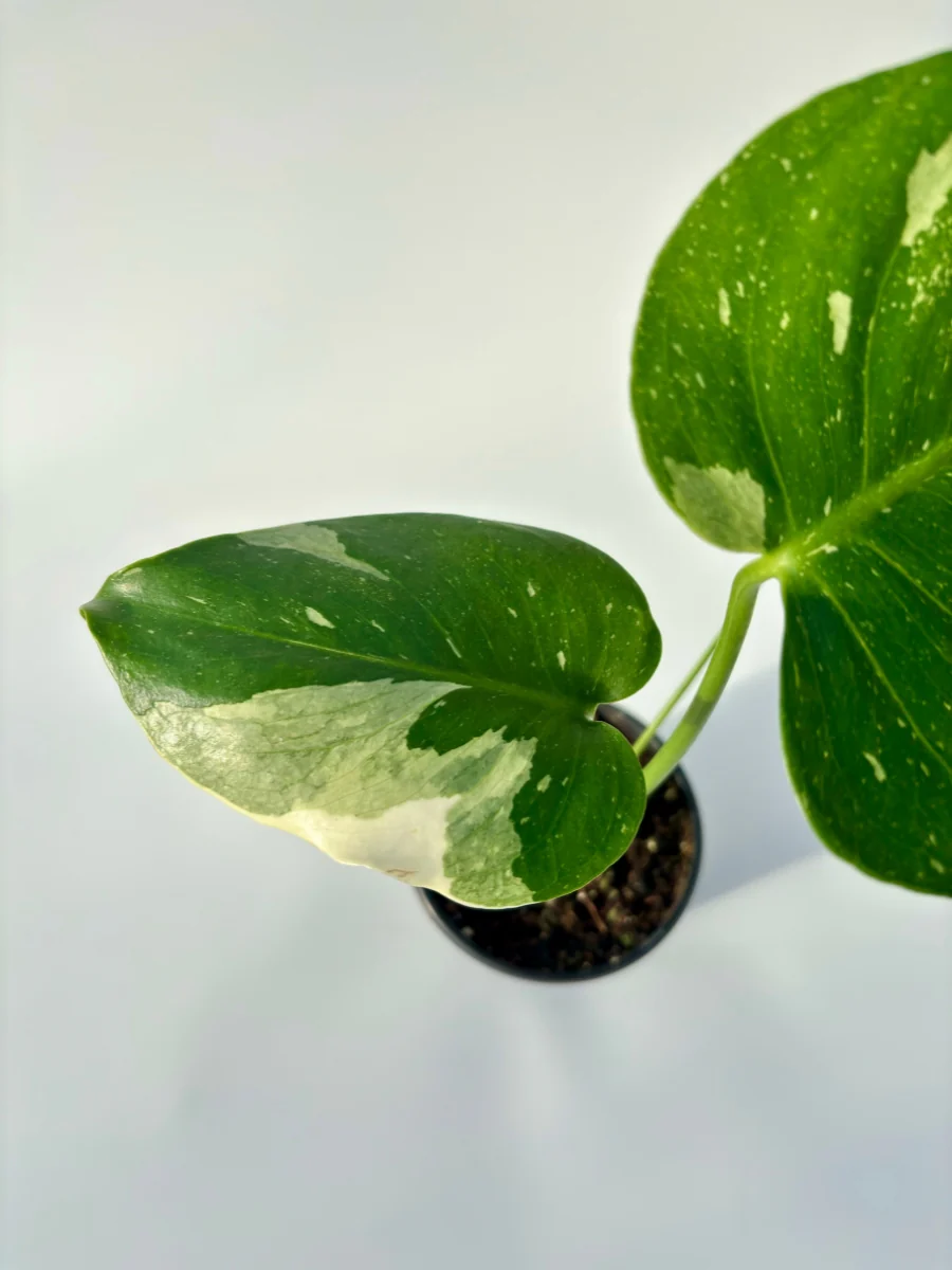 Monstera Deliciosa 'Thai Constellation' 4'' - Image 3