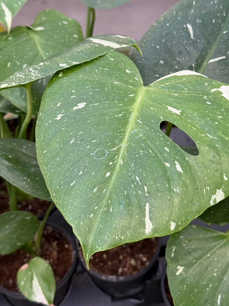 Monstera Deliciosa 'Thai Constellation' 4'' - Image 4