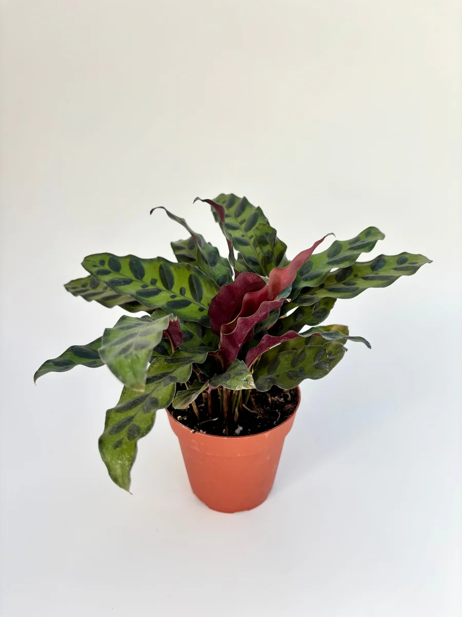 Calathea ‘Rattlesnake Plant’ 4" - Image 2