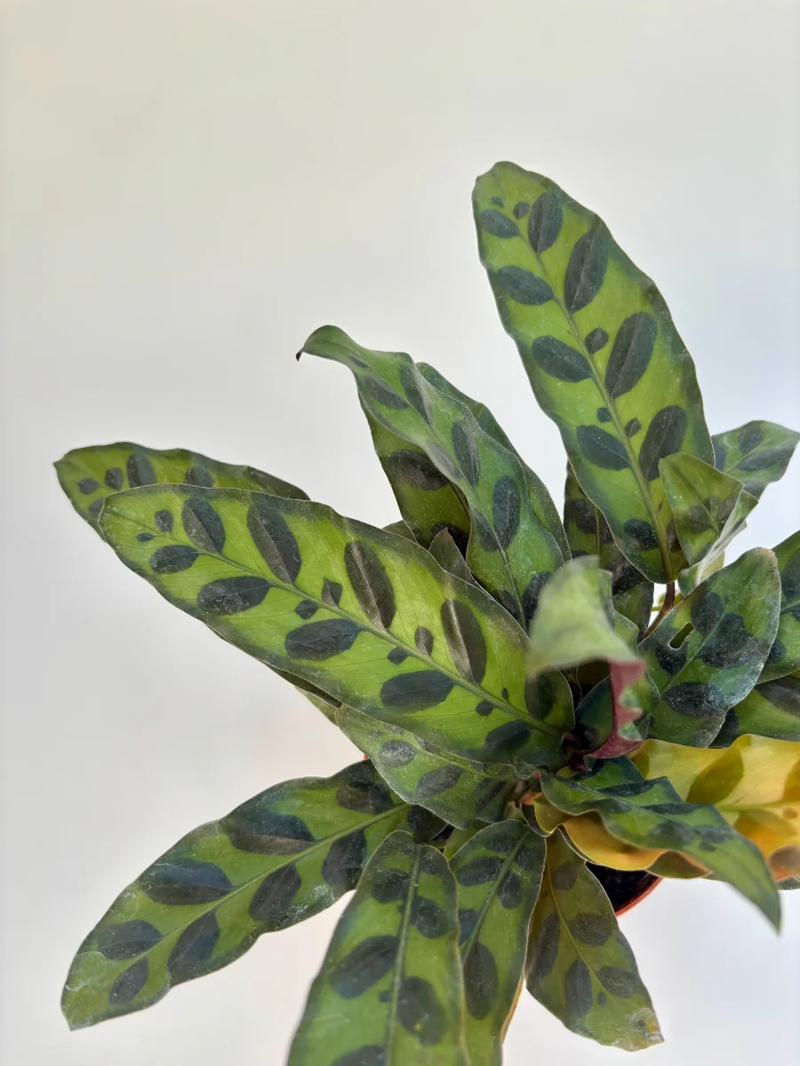 Calathea ‘Rattlesnake Plant’ 4" - Image 3