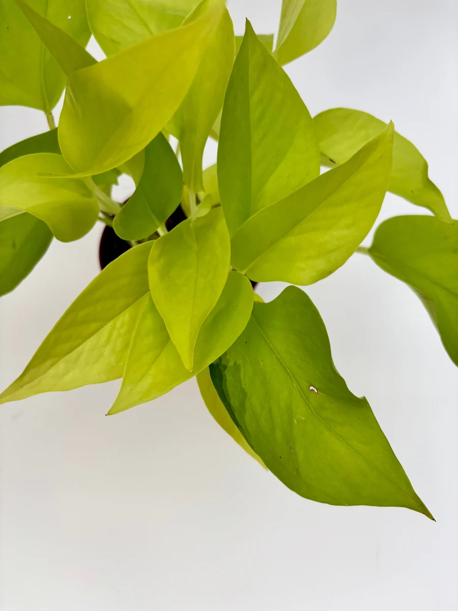 Pothos ‘Neon’ 4" - Image 3