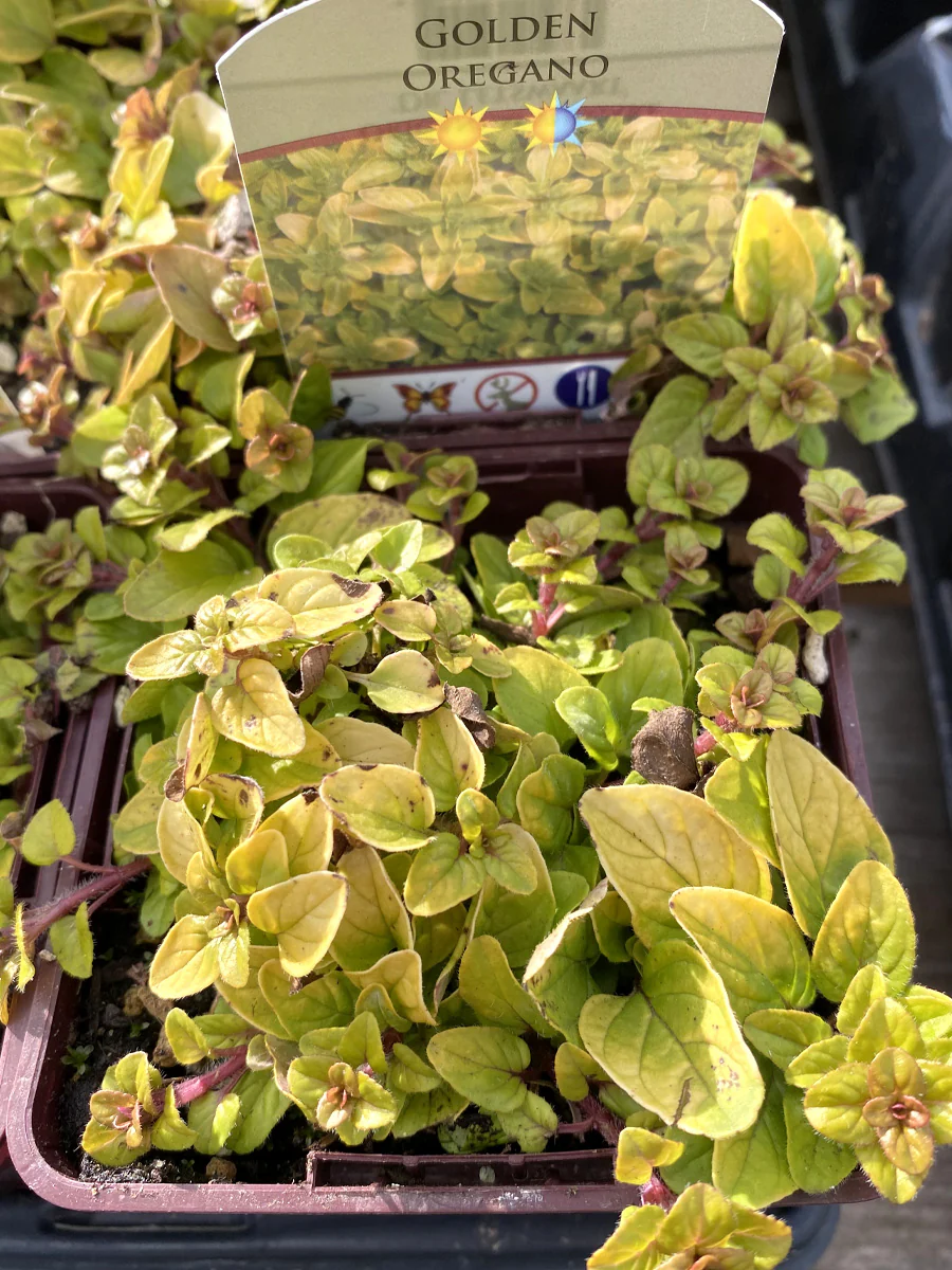 Oregano Golden 4"