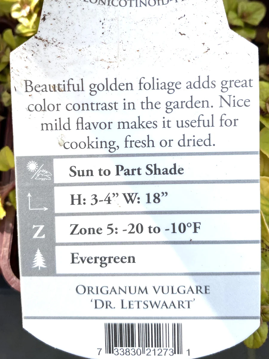 Oregano Golden 4" - Image 2