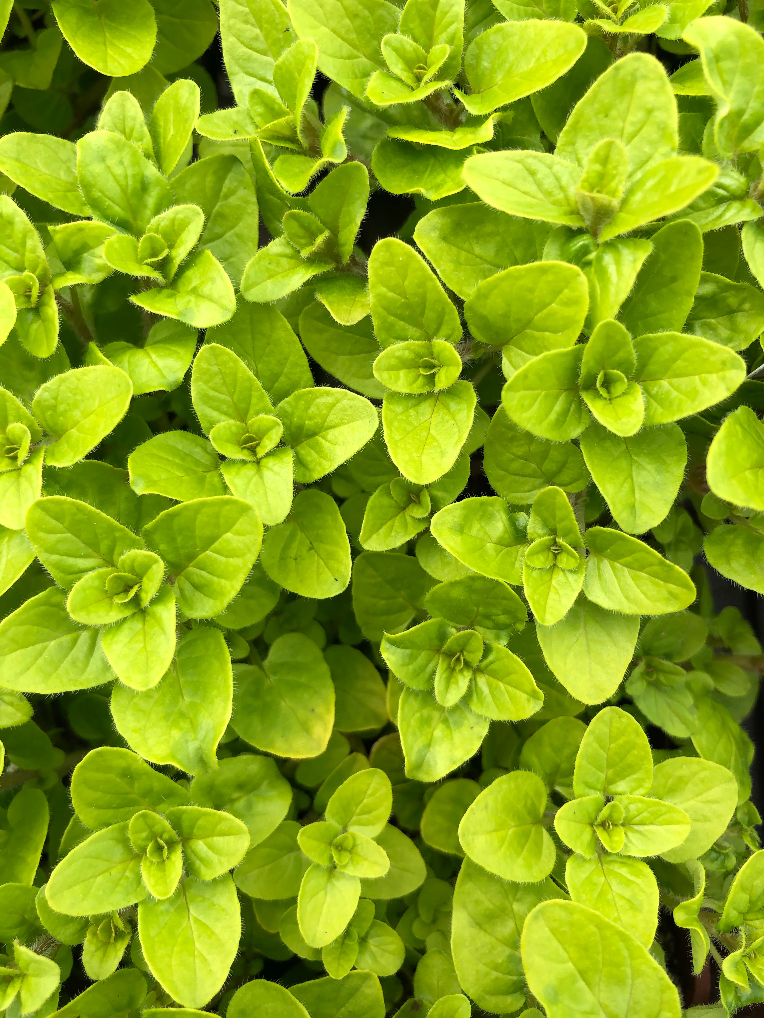 Oregano Golden 4" - Image 3