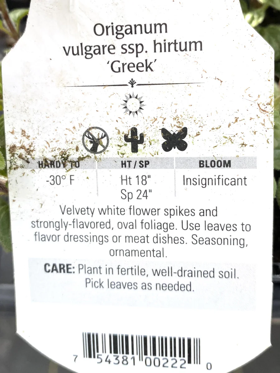 Oregano Greek 4" - Image 2