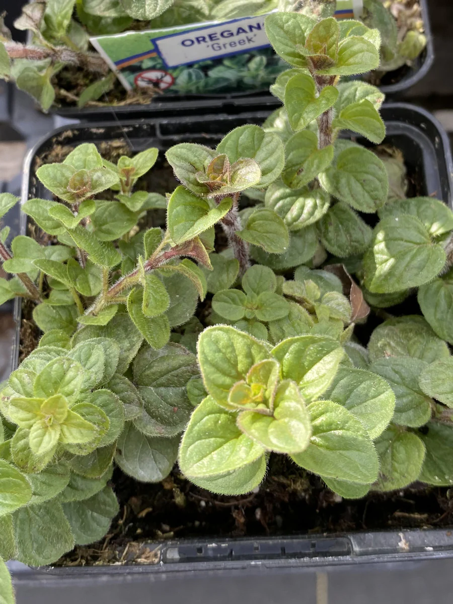 Oregano Greek 4" - Image 3