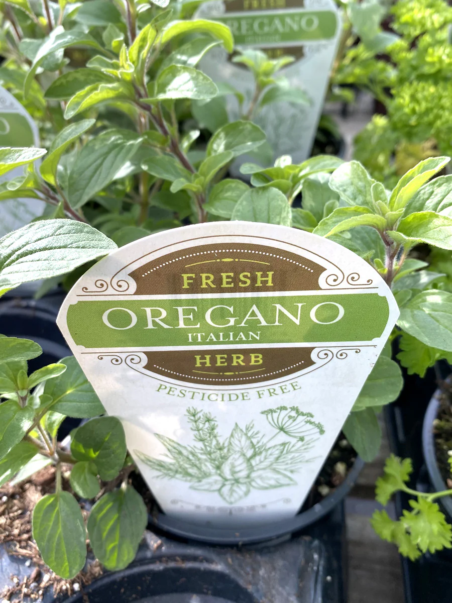 Oregano Italian 4"