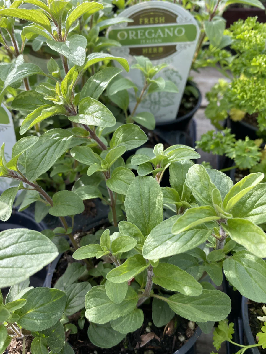 Oregano Italian 4" - Image 2