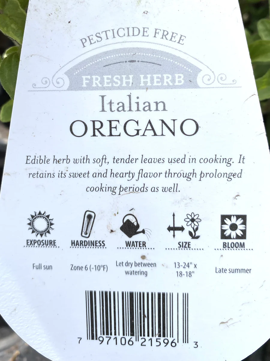Oregano Italian 4" - Image 3