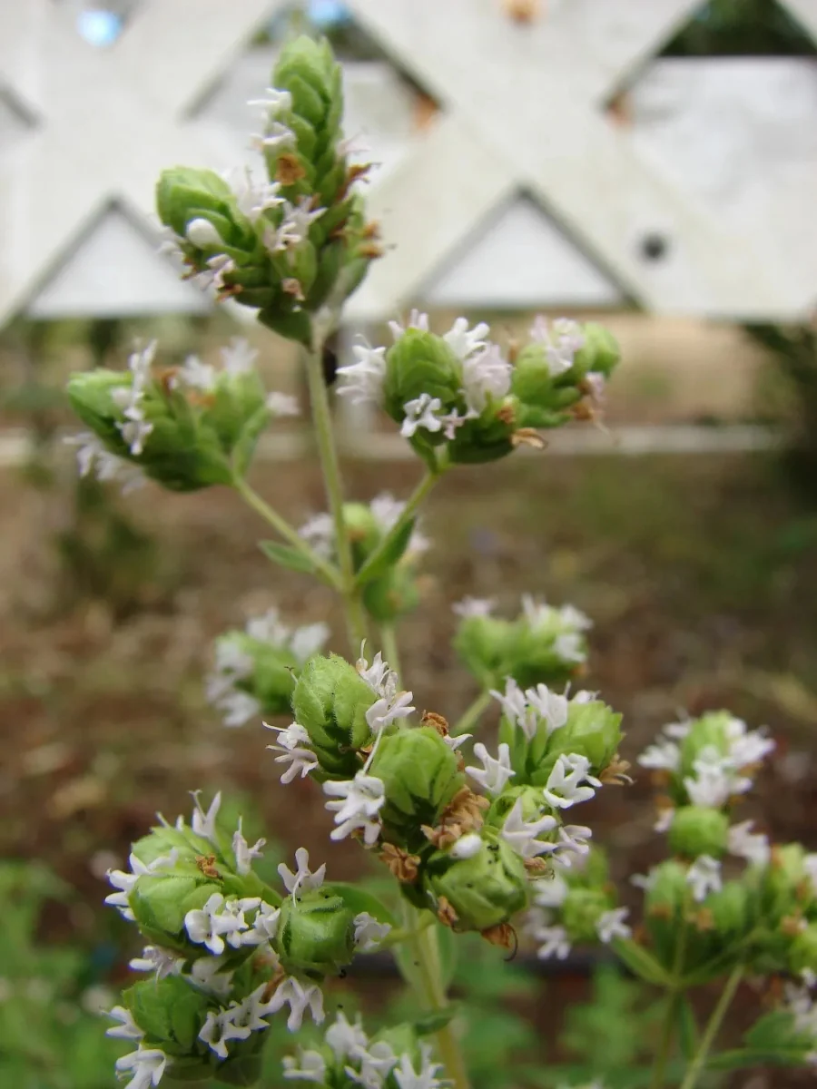 Organic Marjoram Sweet 4''