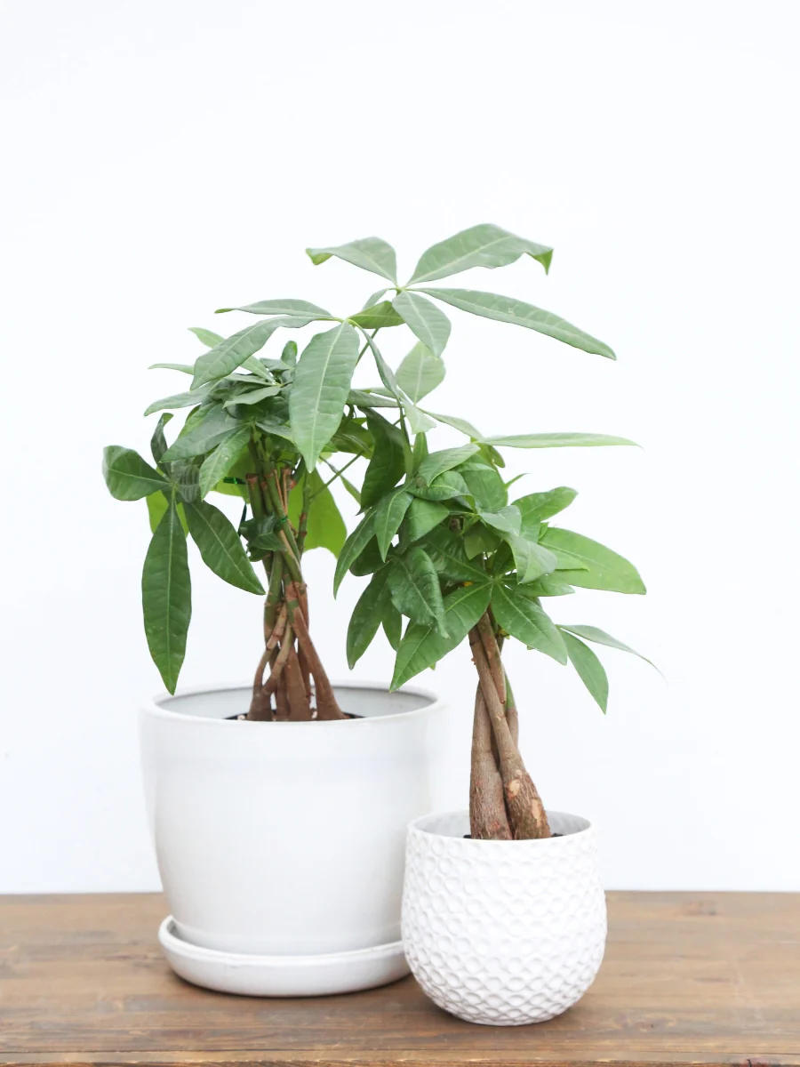 Pachira Money Tree