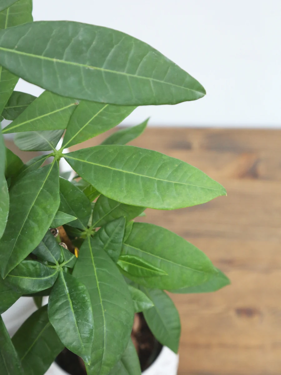 Pachira Money Tree - Image 2