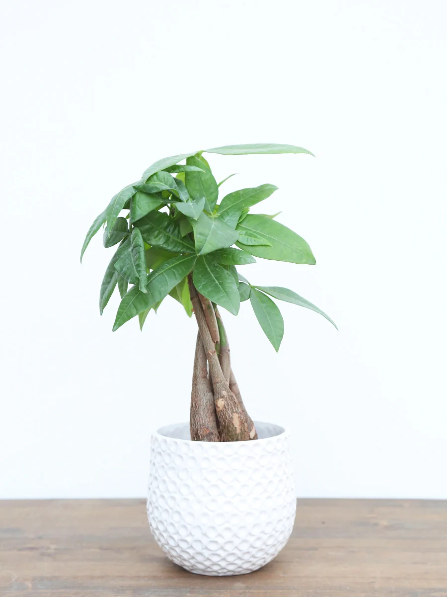 Pachira Money Tree - Image 3
