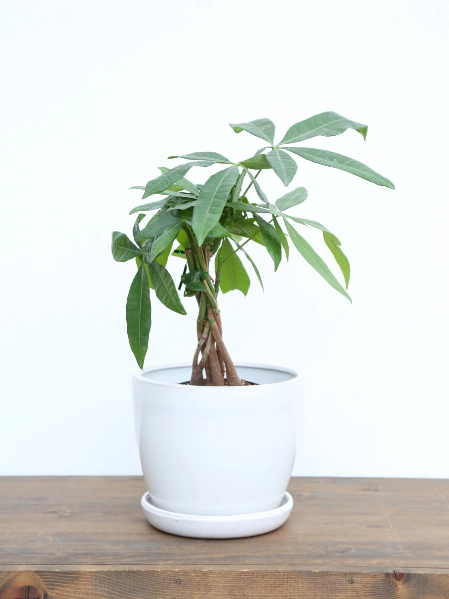 Pachira Money Tree - Image 4