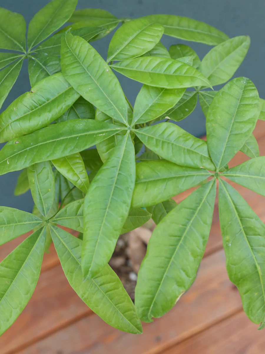 Pachira Money Tree - Image 5