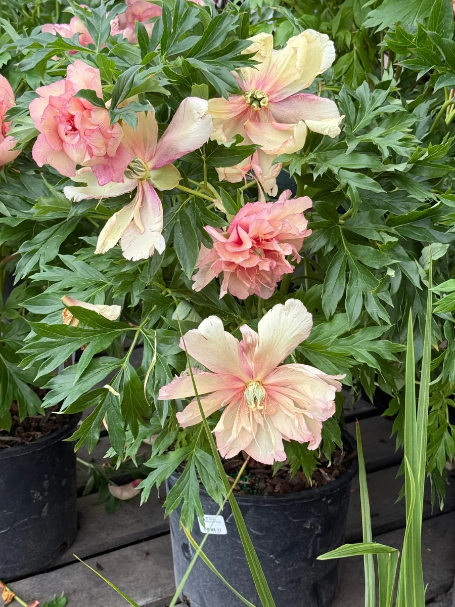 Peony Itoh 'Scrumdidleumptious' 3G