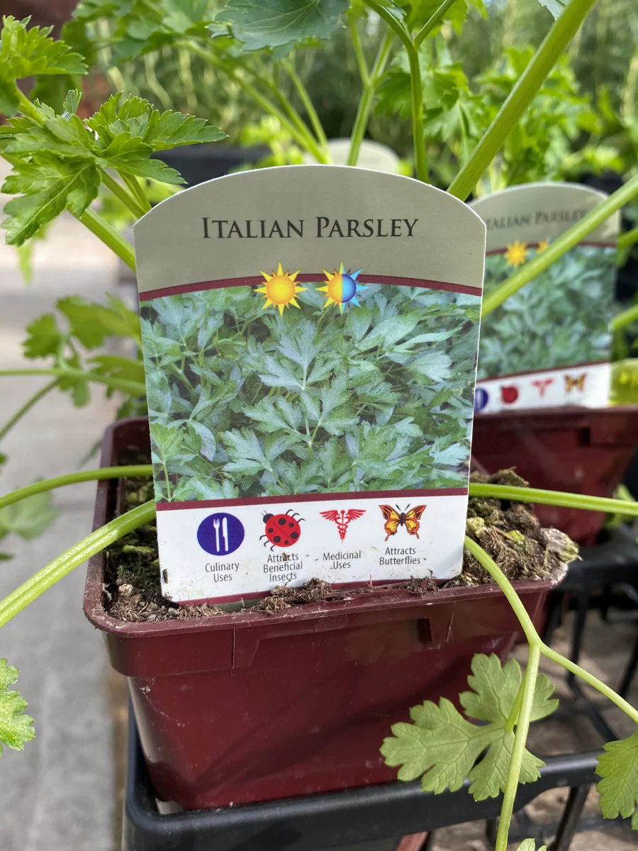 Parsley Italian 4"