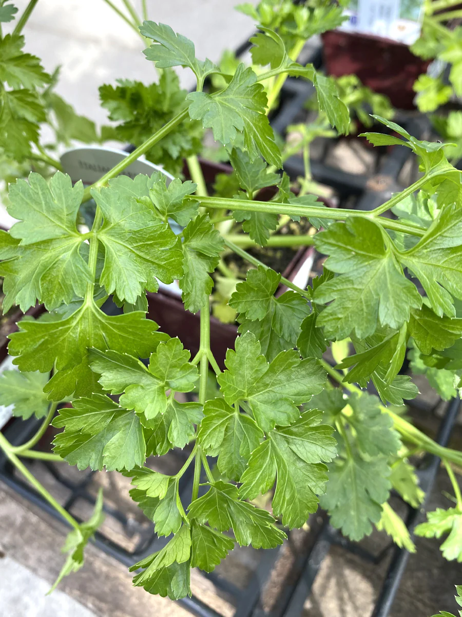 Parsley Italian 4" - Image 3