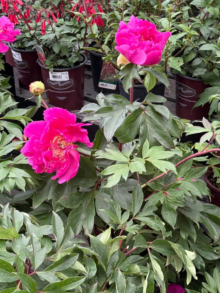 Peony Itoh 'Gordon E Simonson' 3G - Image 2