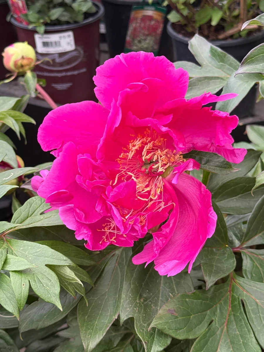 Peony Itoh 'Gordon E Simonson' 3G - Image 3