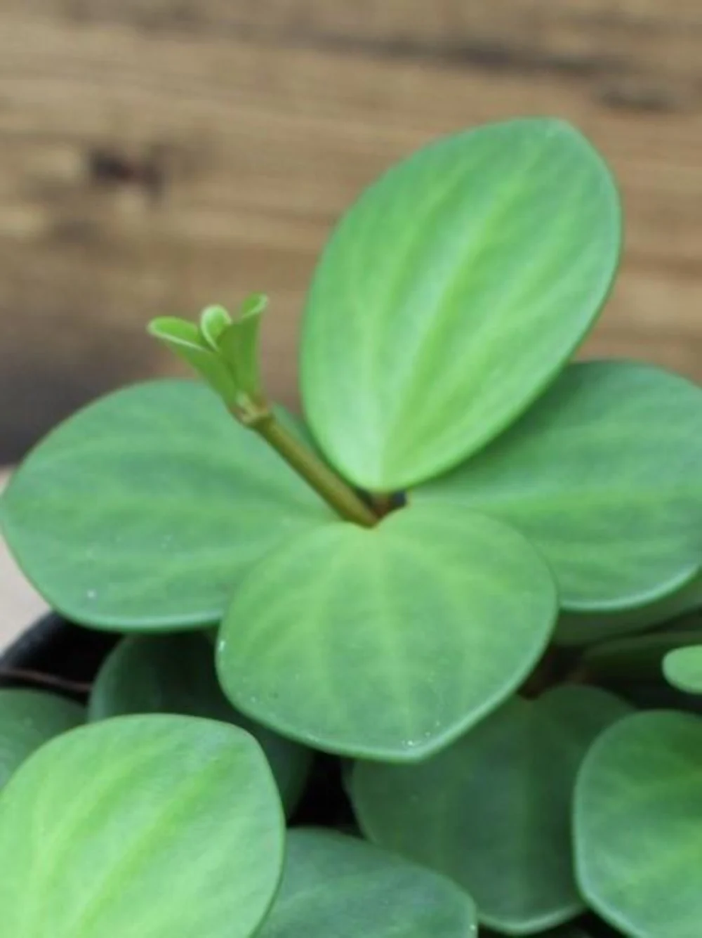 Peperomia Hope - Image 2