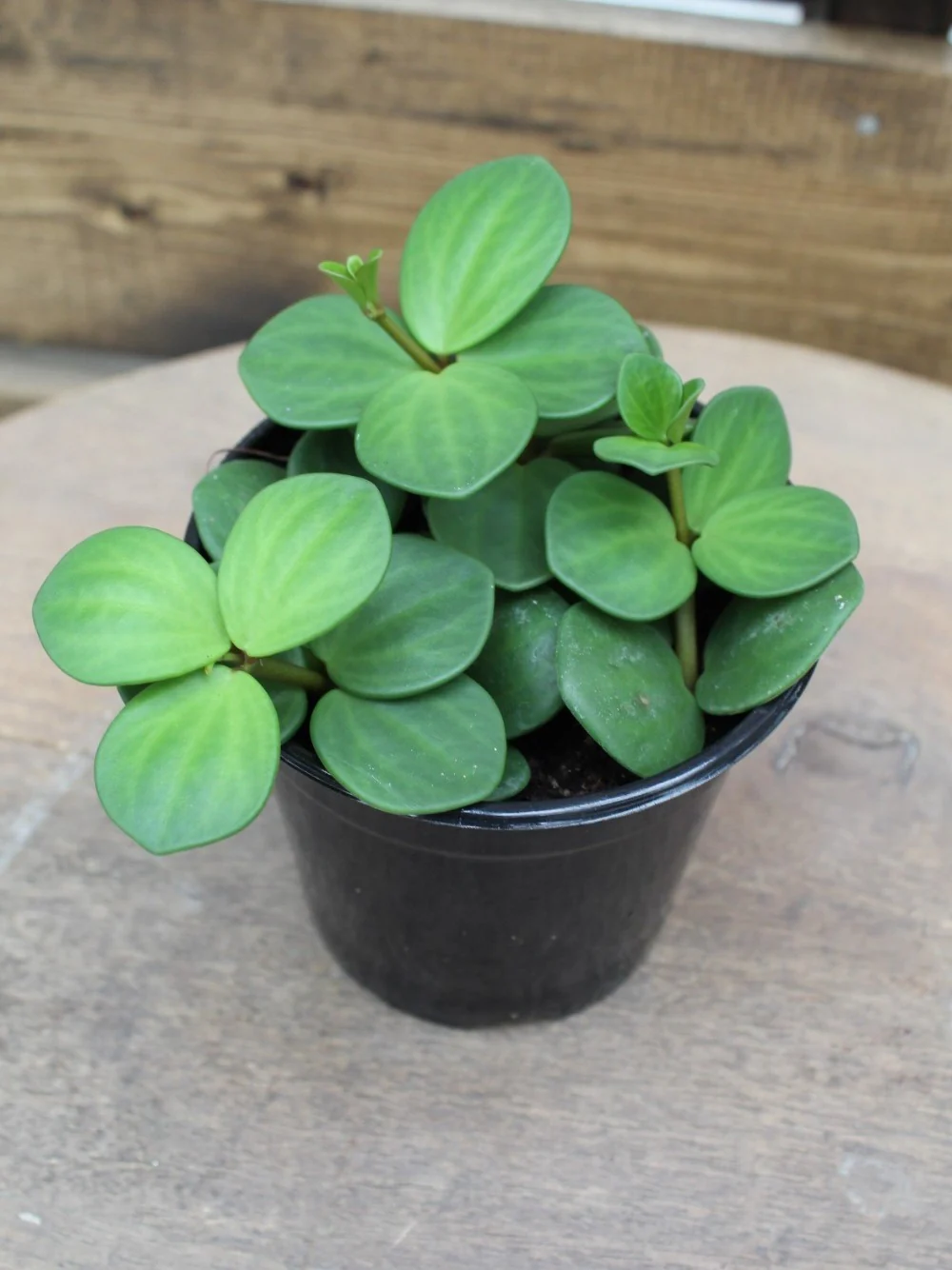 Peperomia Hope - Image 3