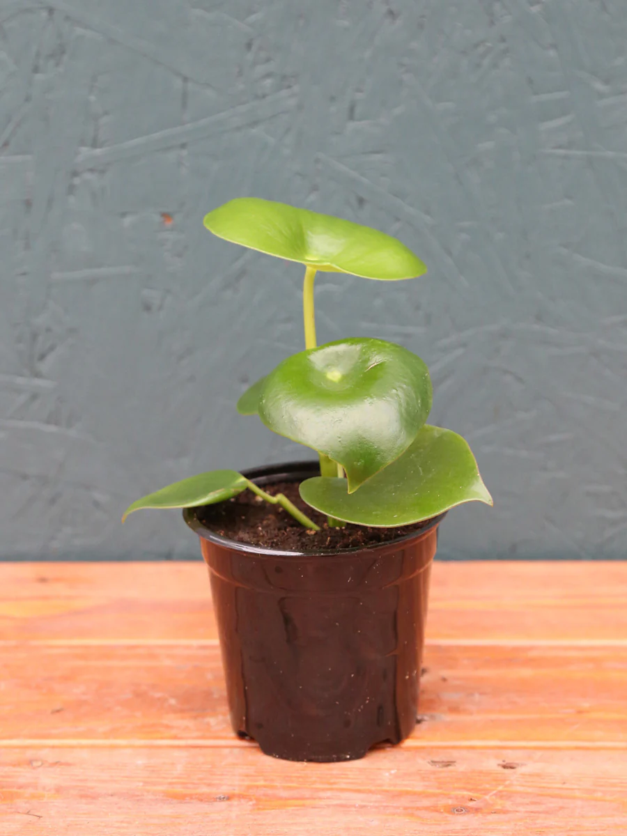Peperomia 'Raindrop' 4" - Image 2
