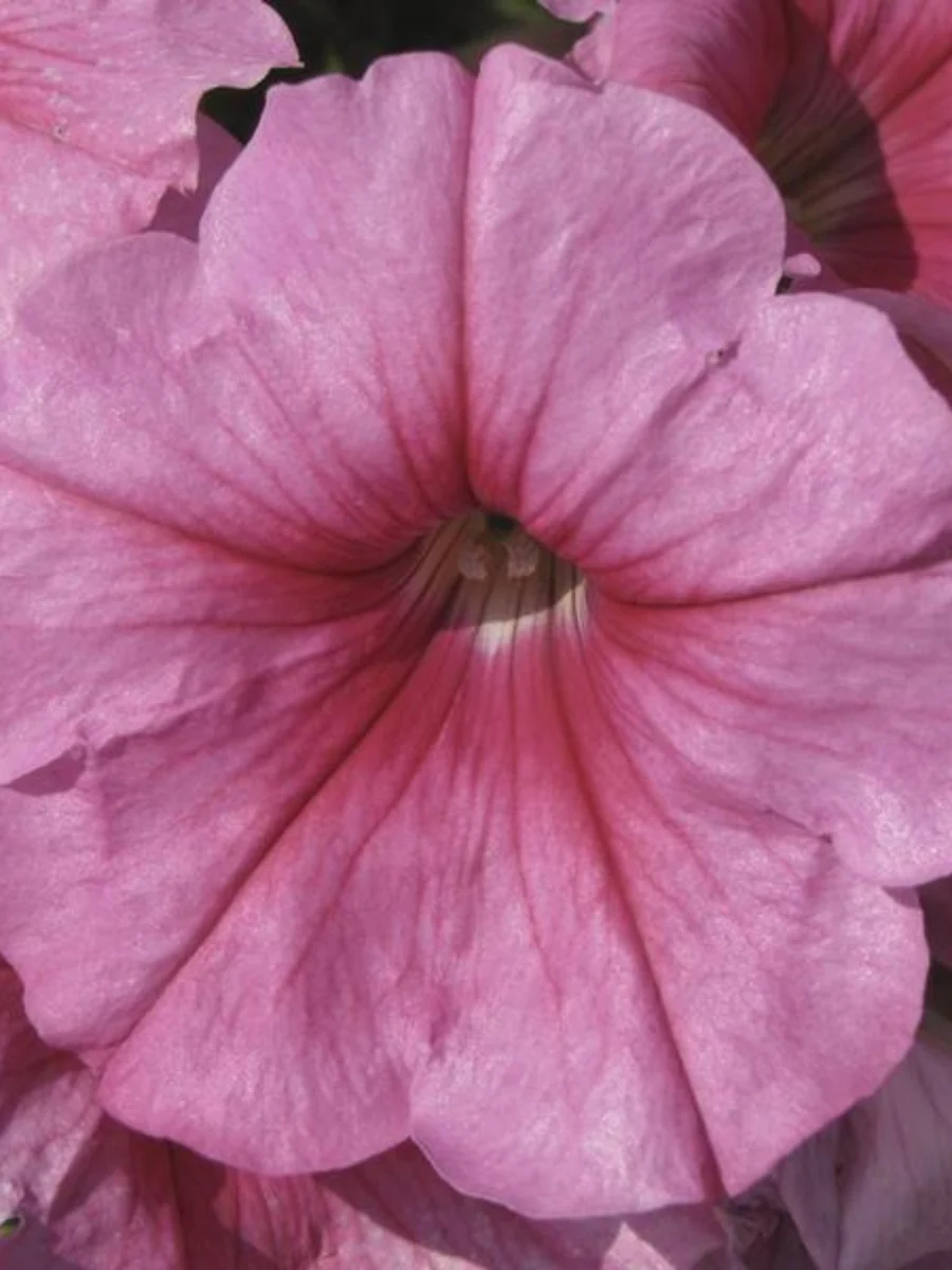 Petunia Headliner 'Pink Vein' 4''
