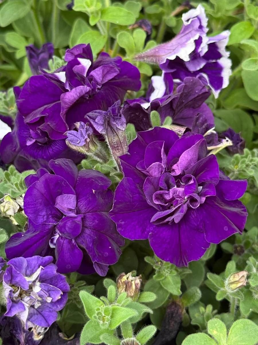 Petunia Madness™️ Double Blue Pack - Image 2