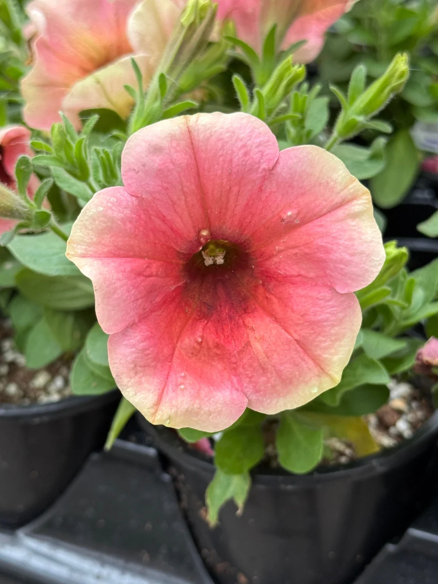 Petunia Sanguna® 'Mango Punch' 4"