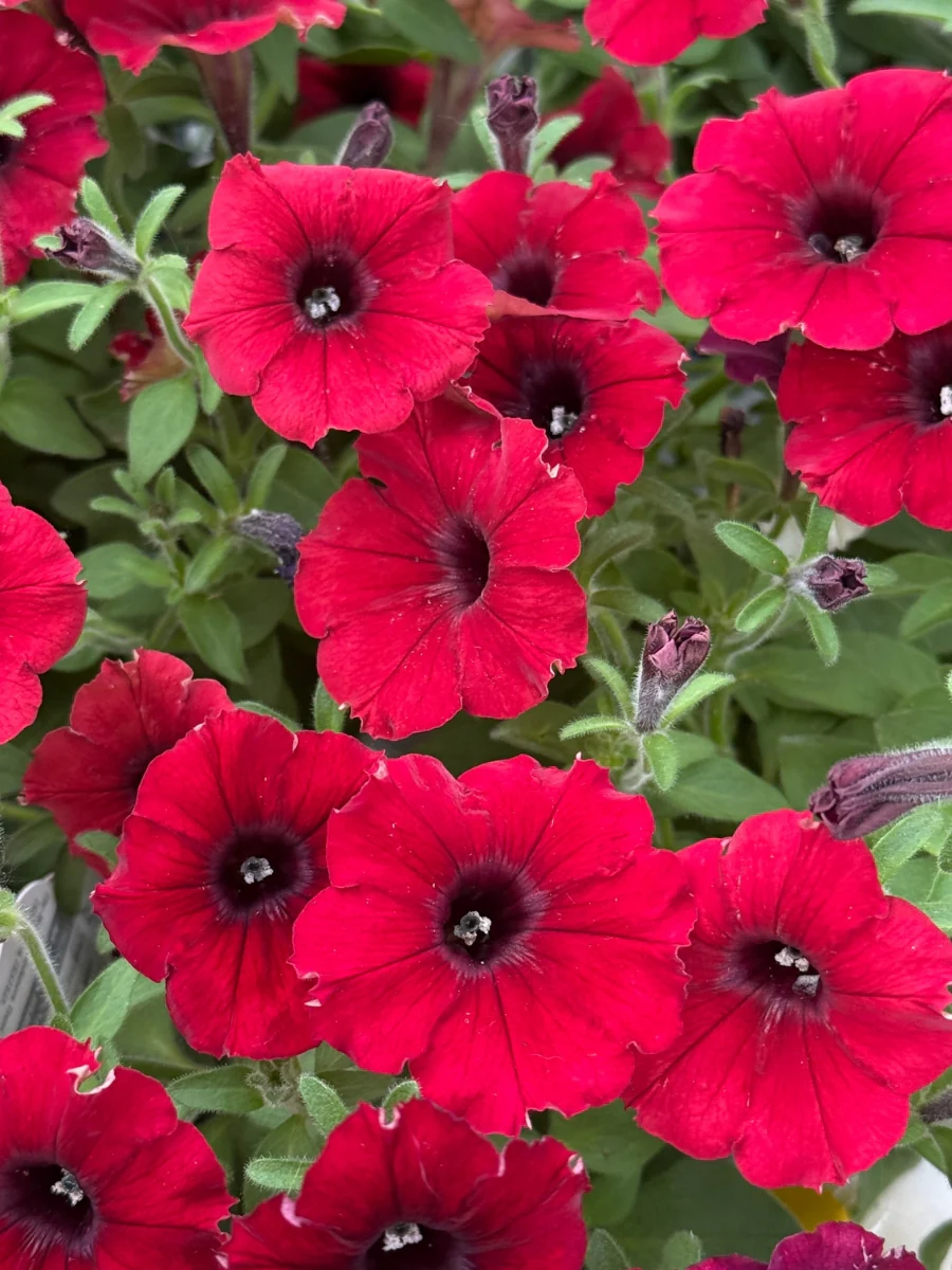 Petunia Supertunia® Black Cherry® 4.5"