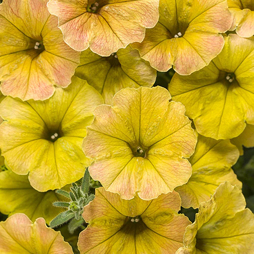 Proven Winners Petunia Supertunia® Honey 4.5" - Image 3