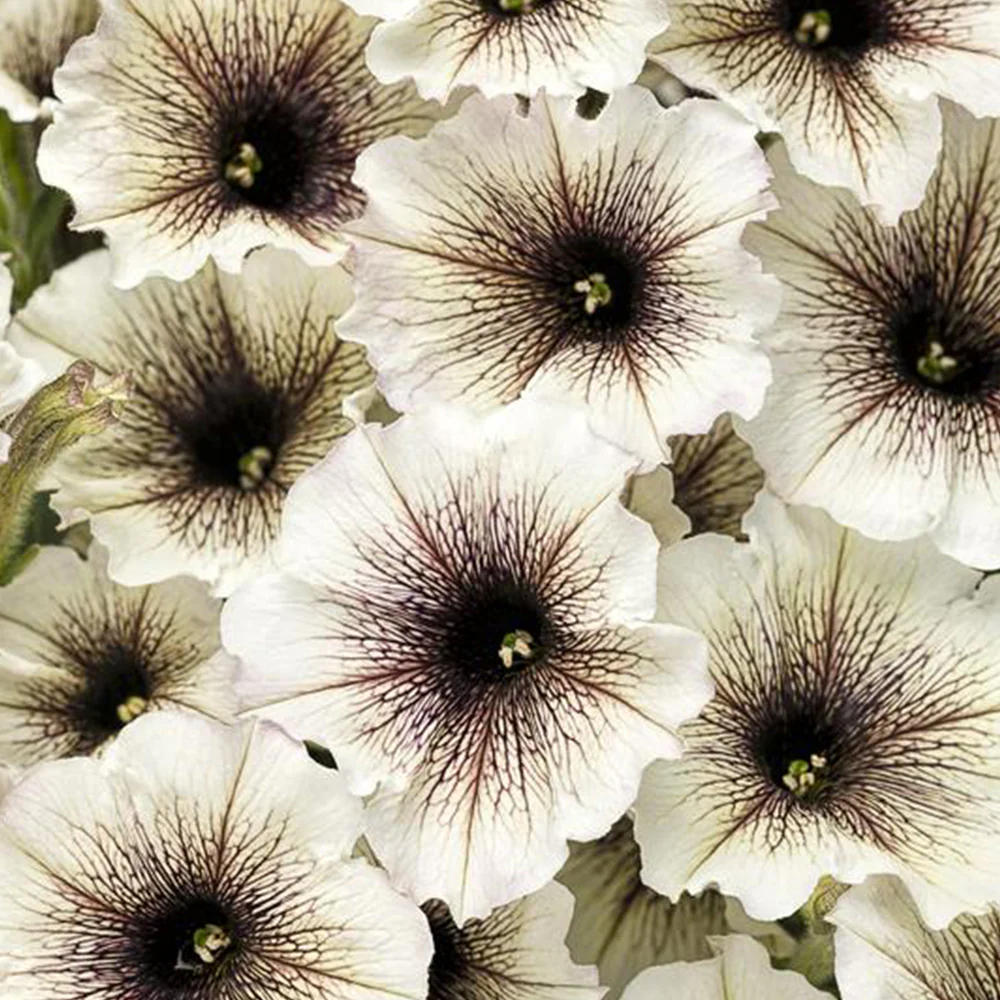 Petunia Supertunia® Latte 4.5" - Image 2