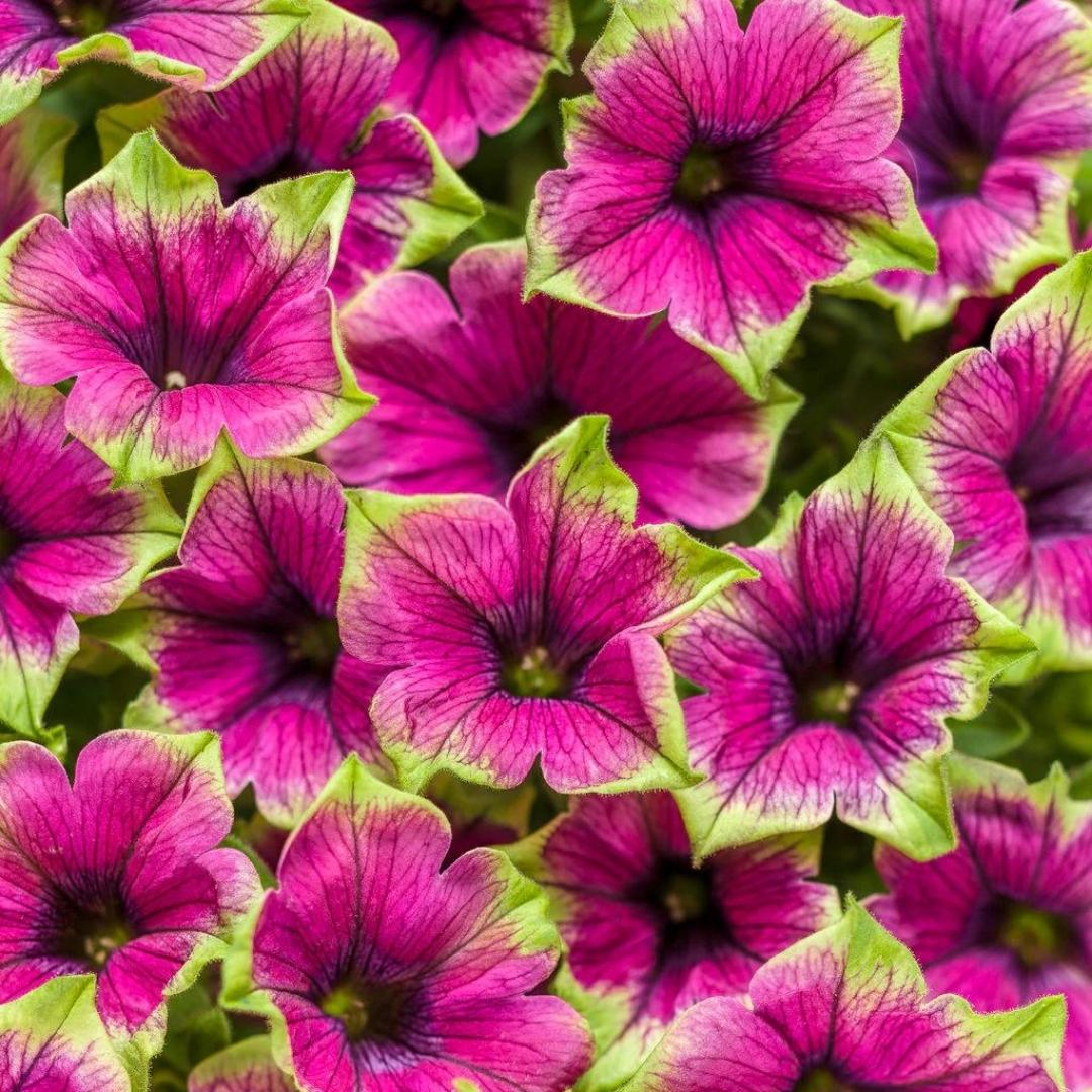 Proven Winner Petunia Supertunia® Picasso In Purple®