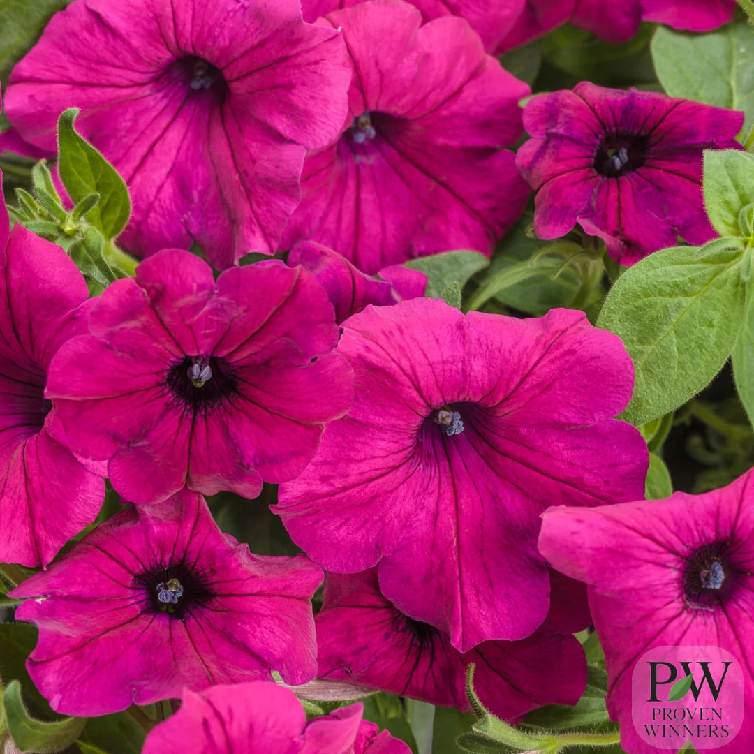 Proven Winners Petunia Supertunia® Royal Magenta 4.5"