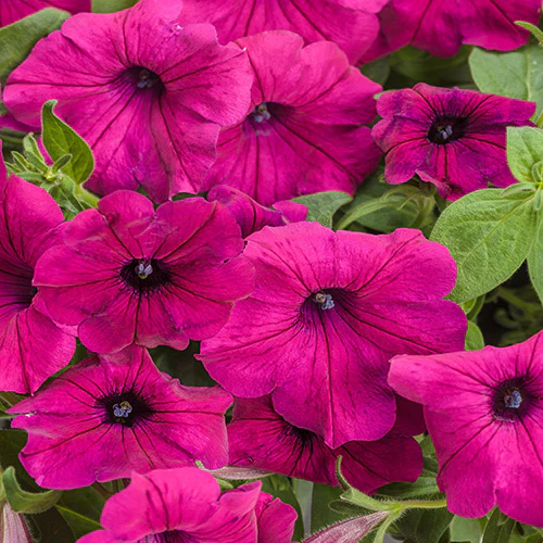 Proven Winners Petunia Supertunia® Royal Magenta 4.5" - Image 2