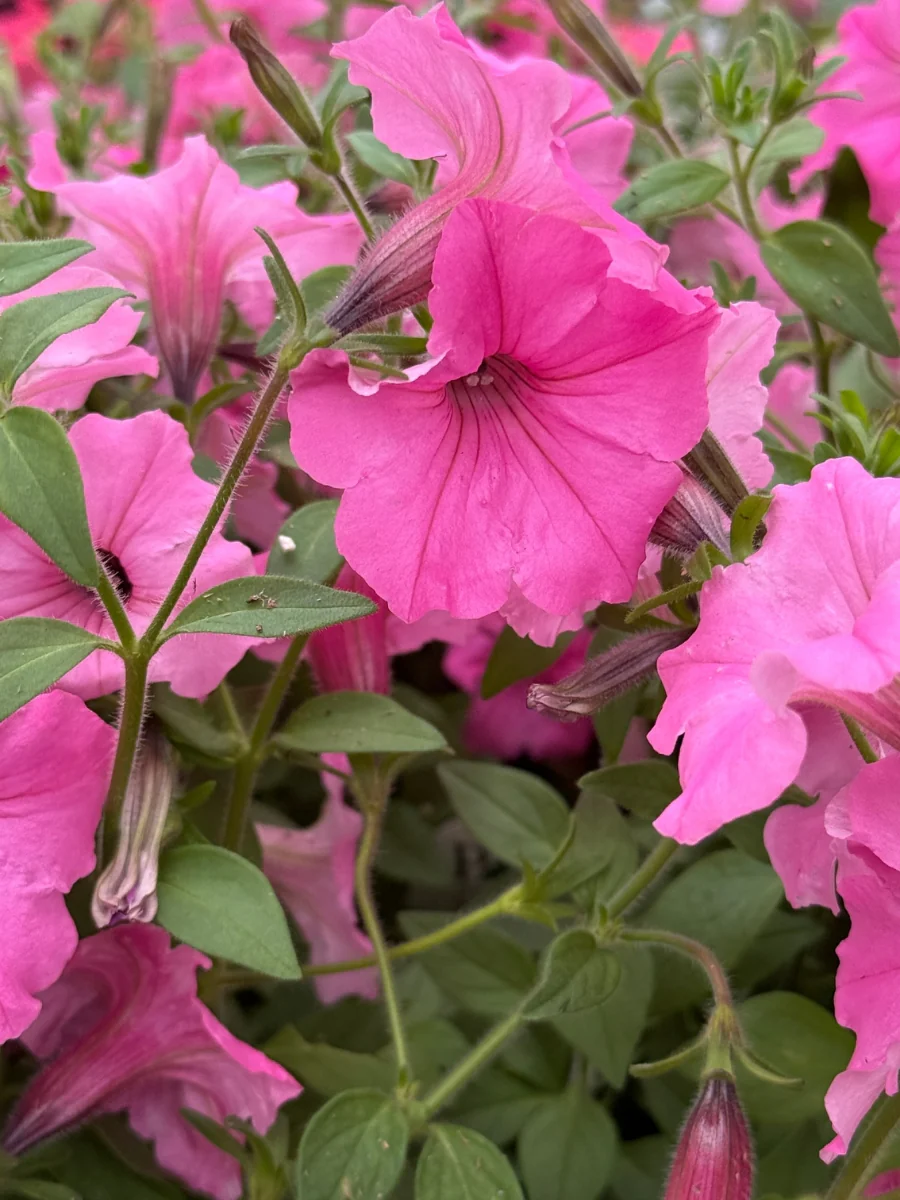 Petunia Supertunia® Vista Bubblegum 4.5"
